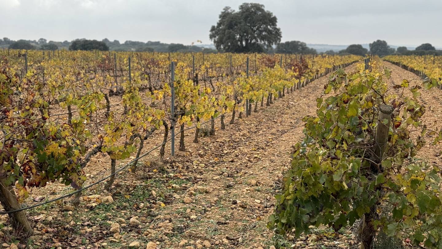 Ruta del vino almansa enoturismo